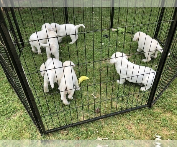 Medium Photo #6 Labrador Retriever Puppy For Sale in GAFFNEY, SC, USA