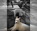 Small Photo #5 German Shepherd Dog-Siberian Husky Mix Puppy For Sale in BETHEL, MN, USA