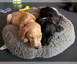 Small #2 Labrador Retriever Mix