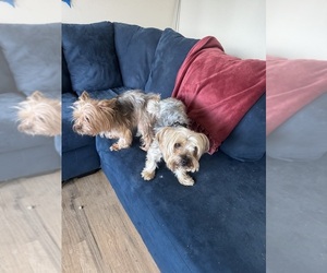 Father of the Yorkshire Terrier puppies born on 11/11/2025