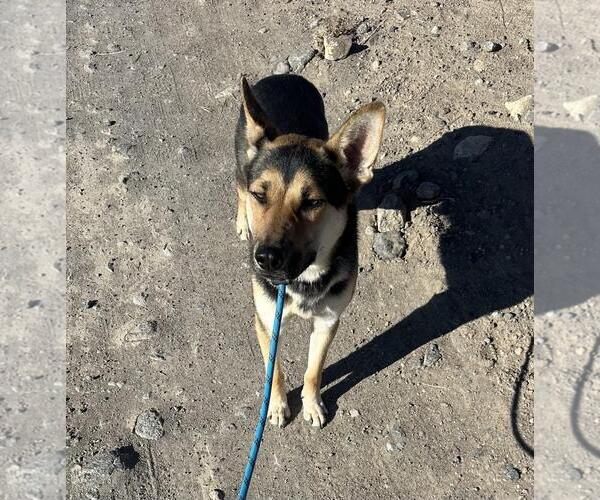 Medium Photo #1 Australian Kelpie-German Shepherd Dog Mix Puppy For Sale in Incline Village, NV, USA