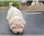 Small Photo #5 Chinese Shar-Pei Puppy For Sale in TOPEKA, KS, USA