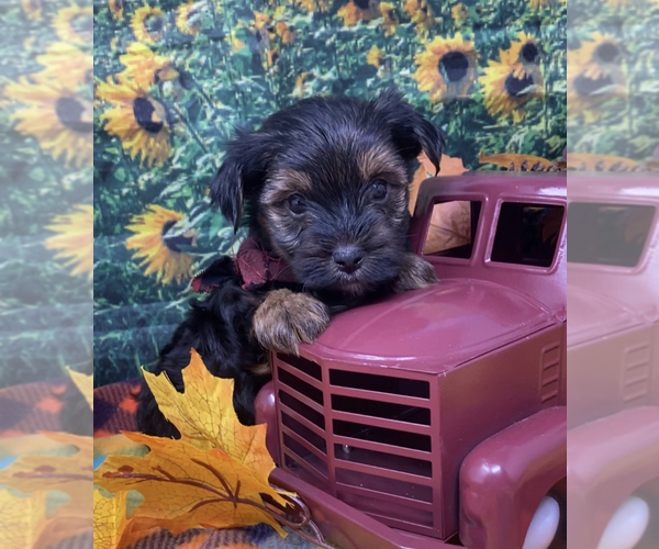 Medium Photo #1 Shorkie Tzu Puppy For Sale in SELLERSBURG, IN, USA
