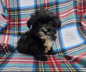Shorkie Tzu Puppy for sale in WALSH, IL, USA