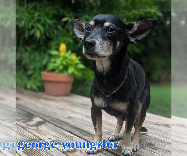 Medium Photo #6 Chiweenie Puppy For Sale in San Antonio, TX, USA