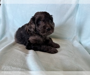 Medium Goldendoodle