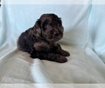 Puppy Draco Goldendoodle