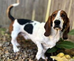Small #5 Basset Hound