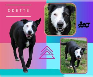Border Collie-Retriever  Mix Dogs for adoption in Lindsay, CA, USA