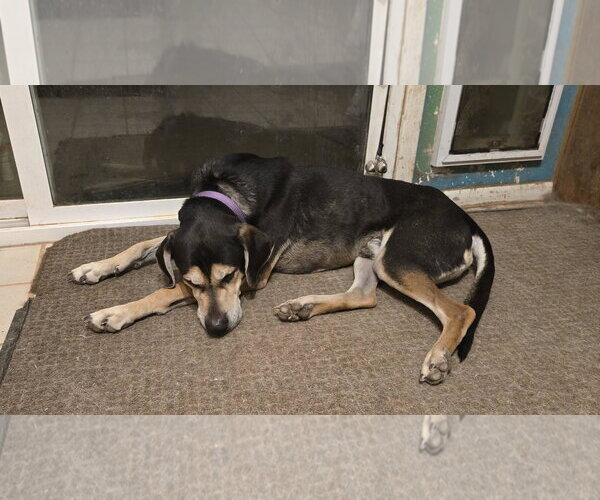 Medium Photo #4 Mutt Puppy For Sale in Tucson, AZ, USA