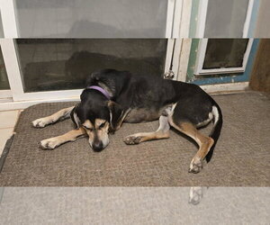Zander - Male Mutt Dog for Adoption - Photo #4