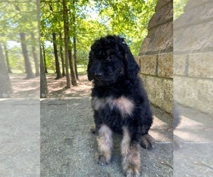 Bernedoodle Puppy for sale in BREMEN, AL, USA