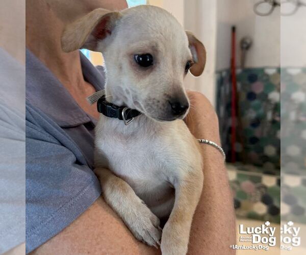 Medium Photo #4 Chihuahua-Unknown Mix Puppy For Sale in Washington, DC, USA