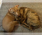Small Photo #32 Mutt Puppy For Sale in Philadelphia, PA, USA