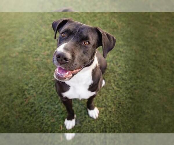 Medium Photo #1 Great Dane-Unknown Mix Puppy For Sale in Las Vegas, NV, USA