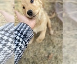 Small Photo #5 Golden Retriever Puppy For Sale in WASHINGTON, DC, USA