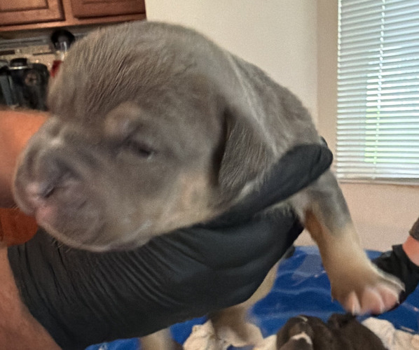 Medium Photo #1 American Bully Puppy For Sale in MANHATTAN, IL, USA
