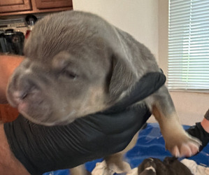 American Bully Puppy for sale in MANHATTAN, IL, USA