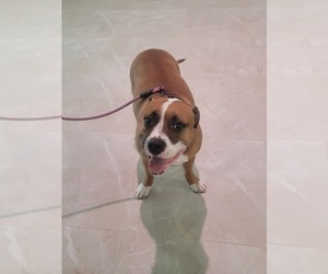 Mother of the American Bully-American Pit Bull Terrier Mix puppies born on 04/17/2025