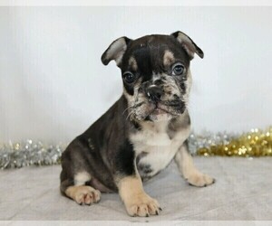 French Bulldog Puppy for sale in FREDERICKSBG, OH, USA