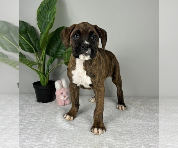 Medium Photo #1 Boxer Puppy For Sale in FRANKLIN, IN, USA