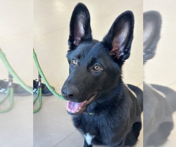 Medium Photo #9 German Shepherd Dog Puppy For Sale in Cupertino, CA, USA