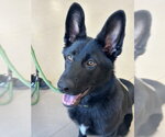Small #8 German Shepherd Dog