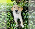 Puppy Spunky Male German Shepherd Dog-Labradoodle Mix
