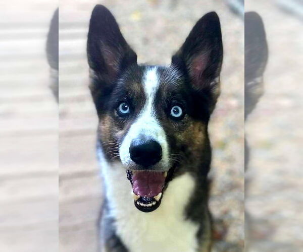 Medium Photo #3 Siberian Husky-Unknown Mix Puppy For Sale in Matawan, NJ, USA