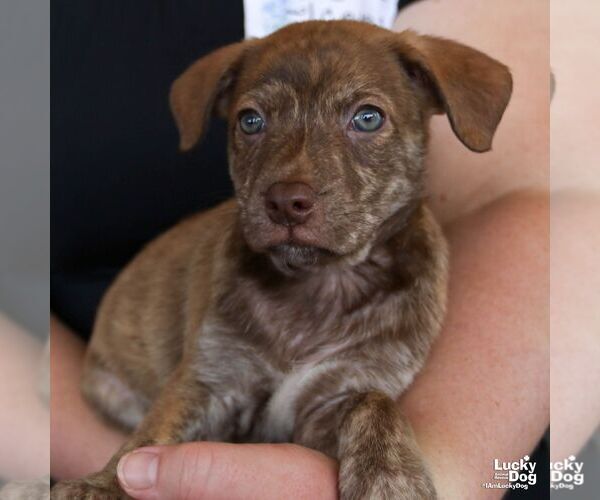 Medium Photo #3 Mutt Puppy For Sale in Washington, DC, USA
