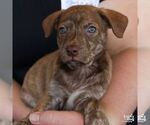 Small #2 Mutt