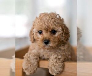Cavapoo Puppy for sale in CITY OF SPOKANE VALLEY, WA, USA