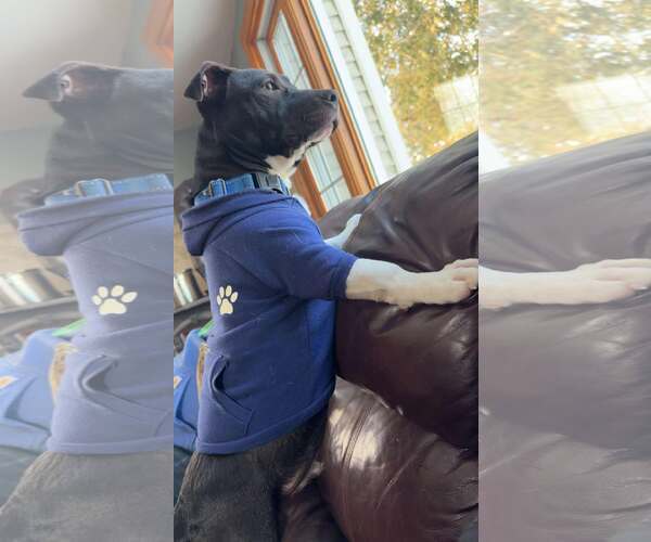 Medium Photo #6 Basset Hound-Unknown Mix Puppy For Sale in Sheboygan, WI, USA