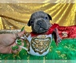 Small Photo #61 French Bulldog Puppy For Sale in HAYWARD, CA, USA