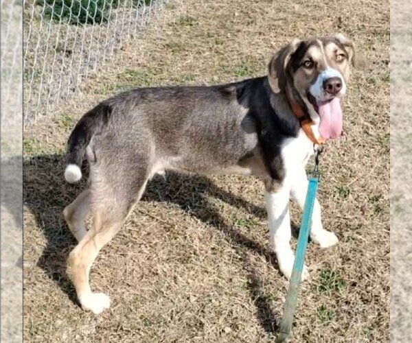 Medium Photo #3 Mutt Puppy For Sale in Bardstown, KY, USA