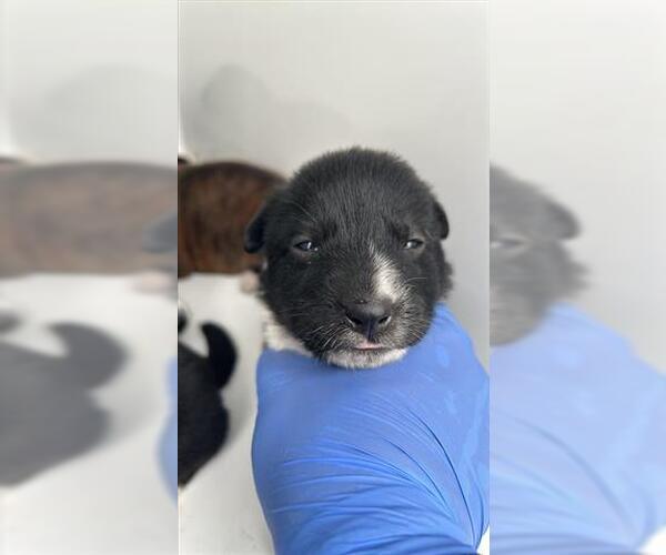 Medium Photo #1 Shepradors Puppy For Sale in Houston, TX, USA