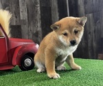 Small #2 Shiba Inu