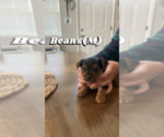 Puppy 3 Yorkshire Terrier