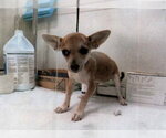 Small Photo #3 Chiweenie Puppy For Sale in The Woodlands, TX, USA