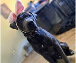 Small #1 Labrador Retriever Mix