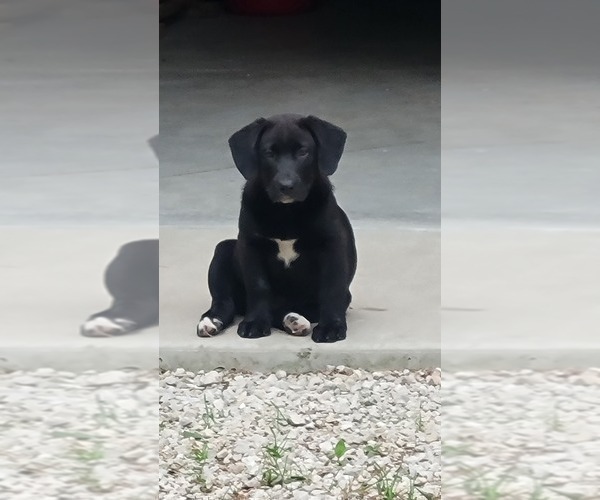 Medium Photo #1 Labrador Retriever-Unknown Mix Puppy For Sale in TROY, MO, USA