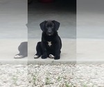 Small Labrador Retriever Mix