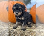 Venice - Female Bernedoodle (Miniature) Puppy for Sale - Photo #7