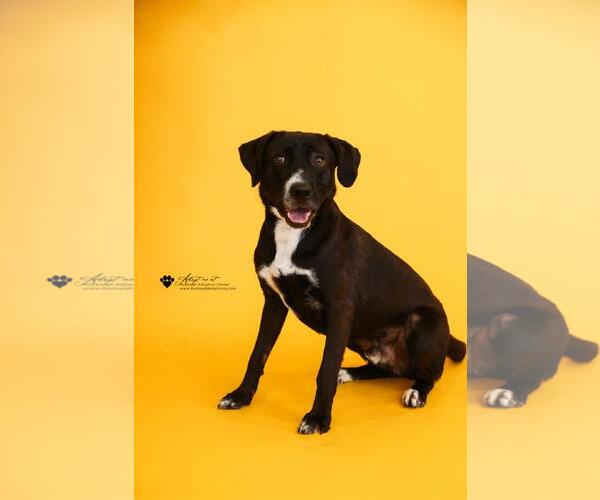 Medium Photo #2 Collie-Labrador Retriever Mix Puppy For Sale in McKinney, TX, USA