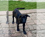 Small #2 Labrador Retriever Mix
