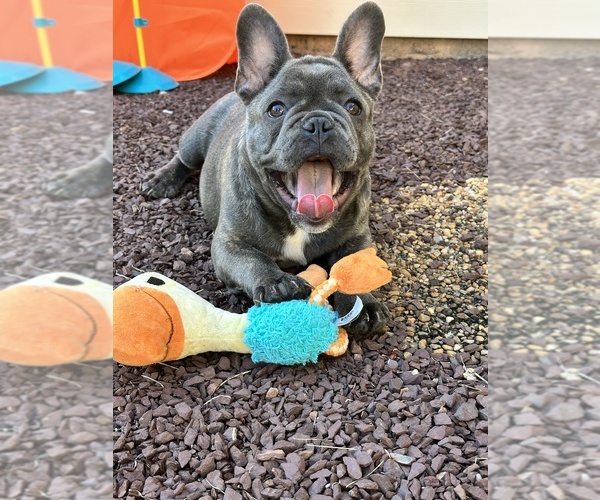 Medium Photo #1 French Bulldog Puppy For Sale in LEVITTOWN, PA, USA
