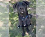 Small #1 Labrador Retriever Mix