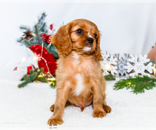 Medium Photo #12 Cavalier King Charles Spaniel Puppy For Sale in WAKARUSA, IN, USA