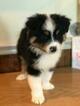 Small Photo #3 Australian Shepherd Puppy For Sale in FRUIT COVE, FL, USA