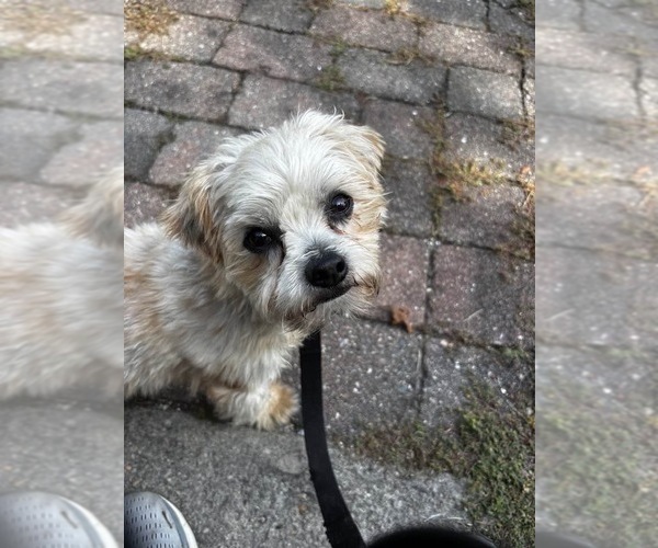 Medium Photo #9 Maltese-Unknown Mix Puppy For Sale in Oak Bluffs, MA, USA
